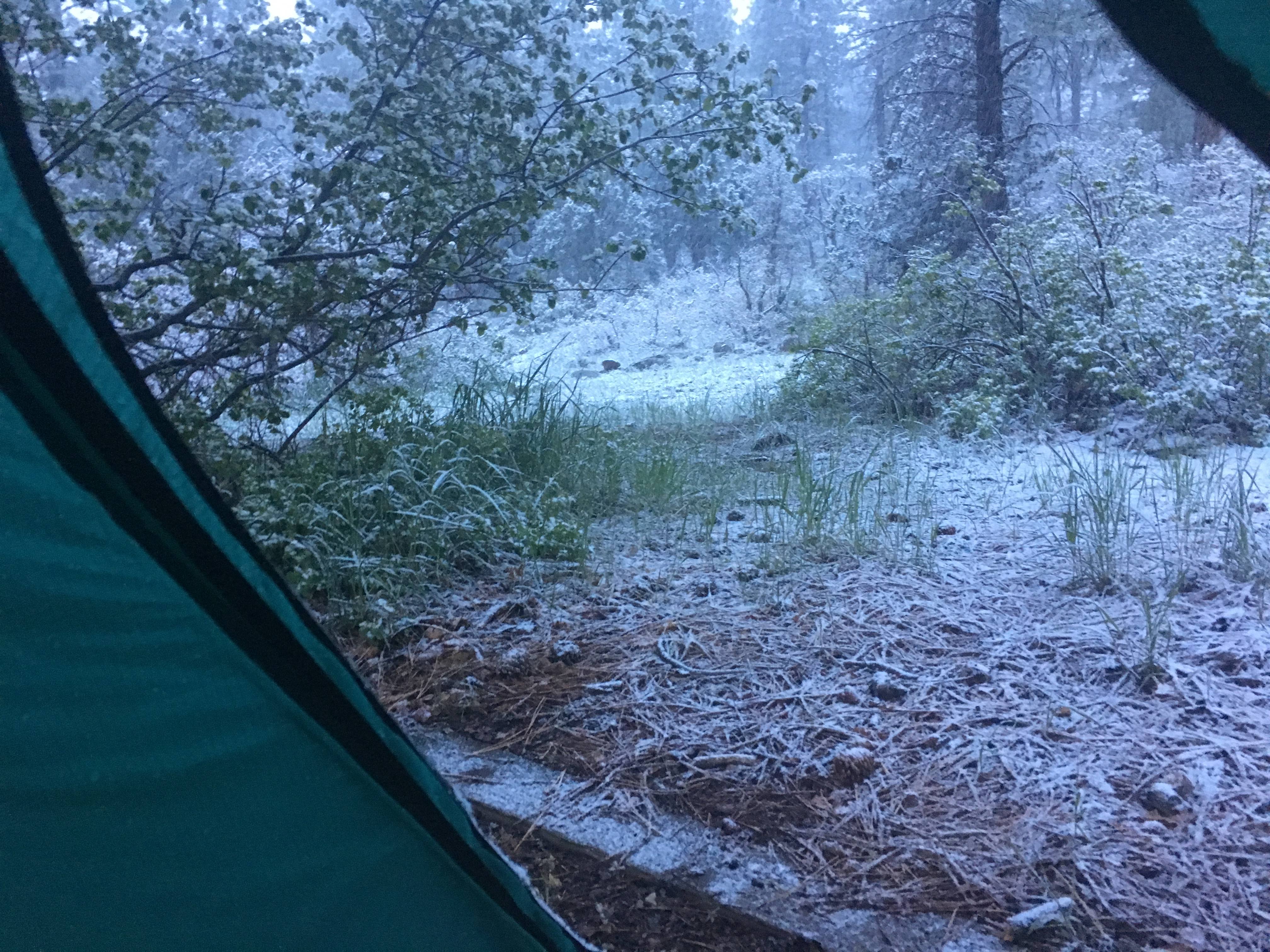 View out of a tent with snow all over the plants and trees