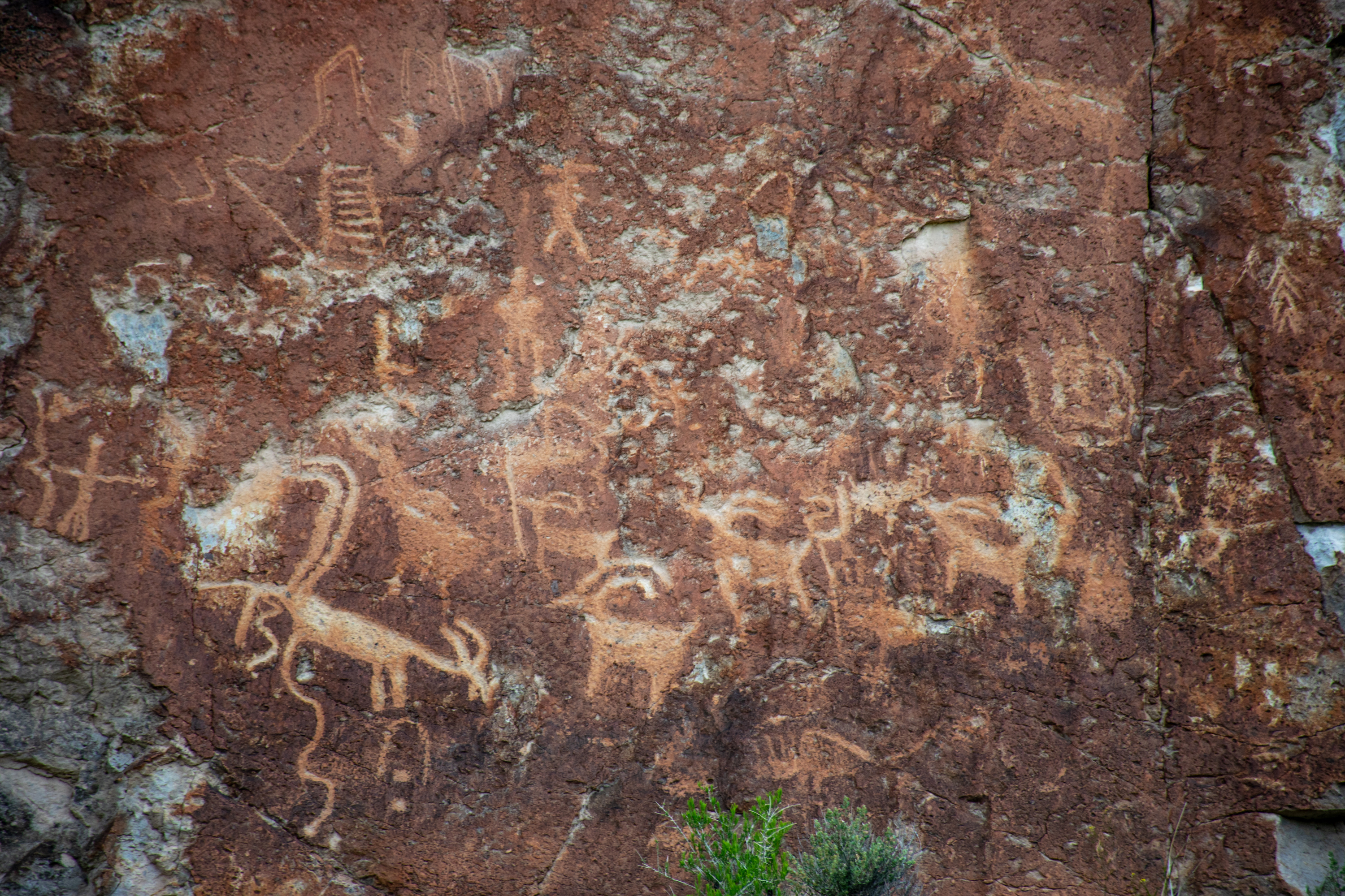 A herd of antelope in a drawing on a rock wall