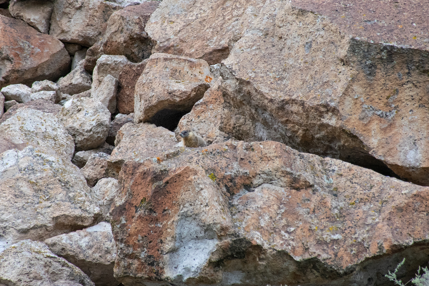 Well camouflaged marmot